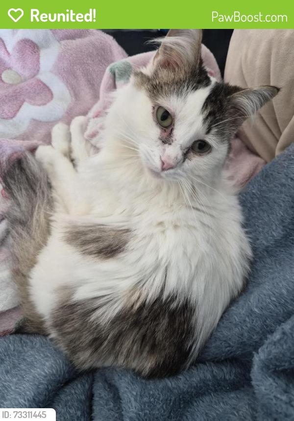Reunited Female Cat last seen Intersection of Pleasant Street and E Cottage Street, Boston, MA 02125