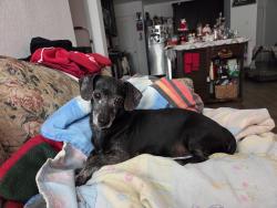 Lost Male Dog last seen LGI Homes Preserve at Medina, Von Ormy, TX 78073