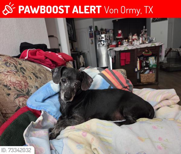 Lost Male Dog last seen LGI Homes Preserve at Medina, Von Ormy, TX 78073