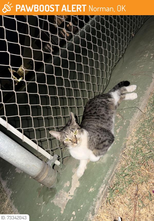 Found/Stray Unknown Cat last seen Ridgecrest court, Norman, OK 73072