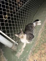 Found/Stray Unknown Cat last seen Ridgecrest court, Norman, OK 73072