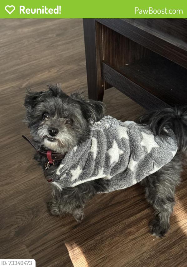 Reunited Female Dog last seen Memphis, TN, USA, Memphis, TN 38103