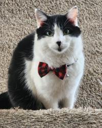 Lost Male Cat last seen Near Mountain View High School, Orem, UT 84057