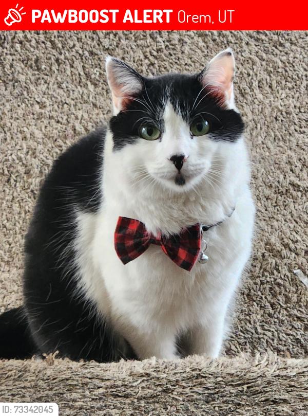 Lost Male Cat last seen Near Mountain View High School, Orem, UT 84057