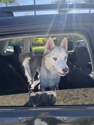 Reunited Male Dog last seen E Mesa Dr, West Covina, CA 91791, USA, West Covina, CA 91791