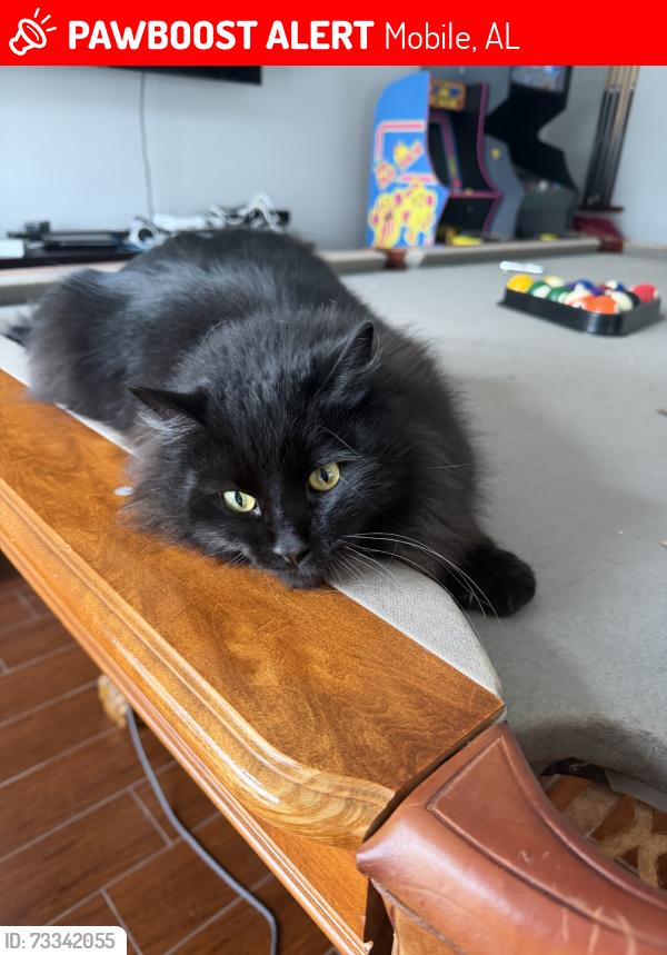 Lost Male Cat last seen Maryknoll Place Neighborhood, Mobile, AL 36695
