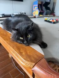 Lost Male Cat last seen Maryknoll Place Neighborhood, Mobile, AL 36695