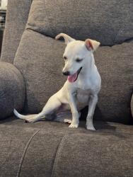 Found/Stray Female Dog last seen Shahan and fleetwood, Antioch, CA 94509