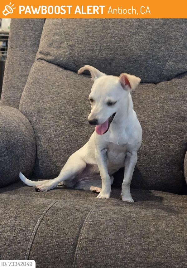 Found/Stray Female Dog last seen Shahan and fleetwood, Antioch, CA 94509