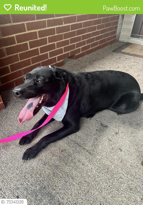 Reunited Female Dog last seen Laurel Ave., Bellevue, PA 15202