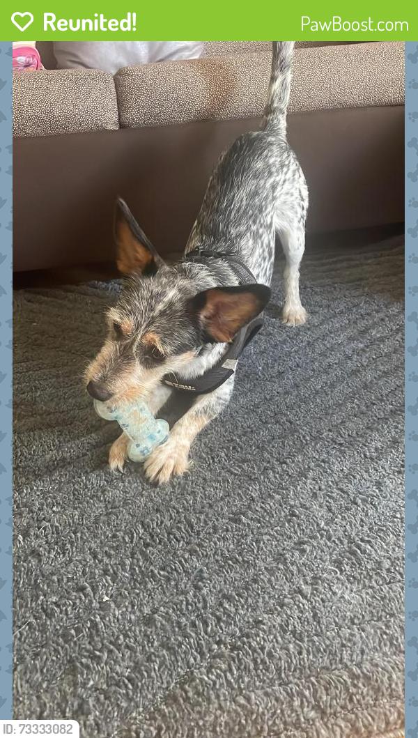 Reunited Male Dog last seen West Blvd, Charlotte, NC 28208
