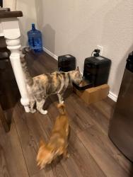 Reunited Female Cat last seen Prairiedawn dr Ftworth Tx 76131, Fort Worth, TX 76131