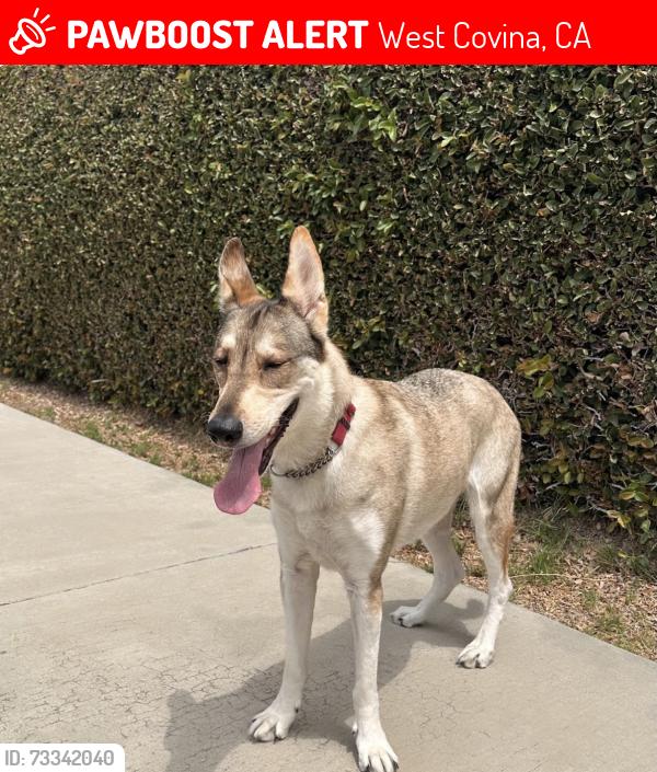 Lost Female Dog last seen Walmerado Park, West Covina, CA 91790