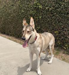 Lost Female Dog last seen Walmerado Park, West Covina, CA 91790