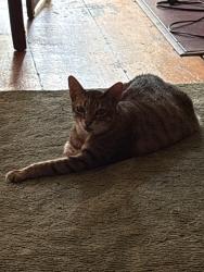 Reunited Female Cat last seen AVENUE A , next to Key Foods, New York, NY 10009