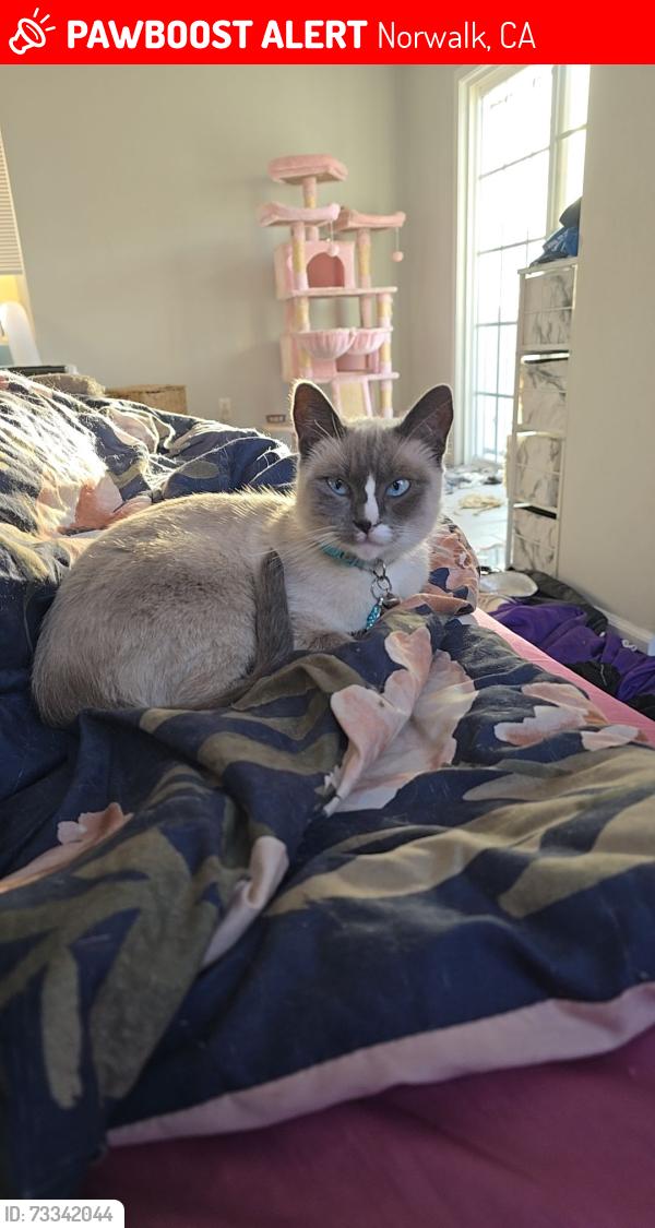 Lost Female Cat last seen Near fairford ave, Norwalk, CA 90650