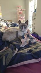 Lost Female Cat last seen Near fairford ave, Norwalk, CA 90650
