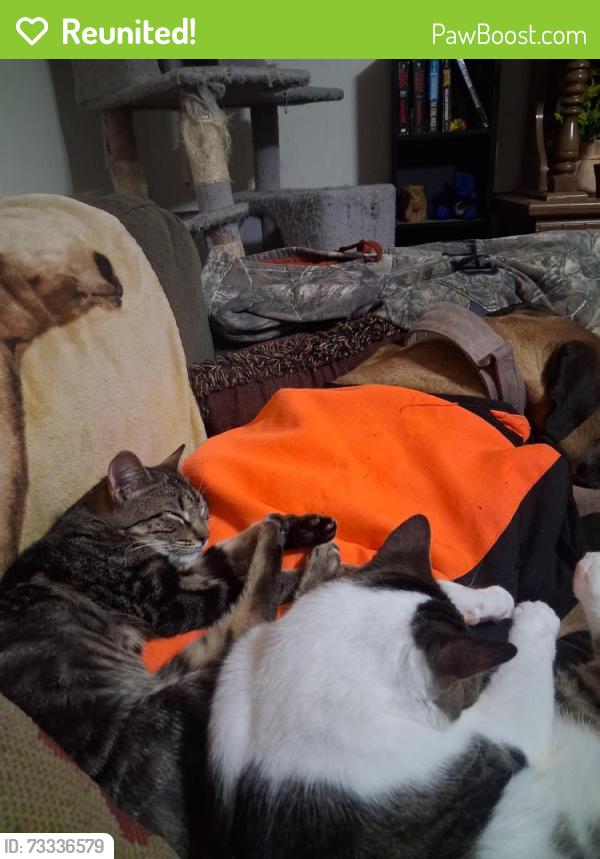Reunited Male Cat last seen Dyke Branch Rd & E. Denneys rd, Dover, DE 19901