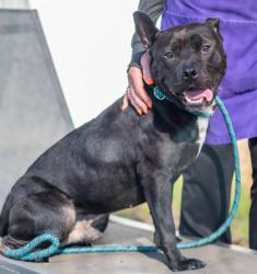 Shelter Stray Male Dog last seen Near McAfee Road Decatur, 30032, GA, 3280 Chamblee Dunwoody Rd, Chamblee, GA 30341, USA