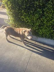 Found/Stray Male Dog last seen 71st and Amherst, La Mesa, CA 92115