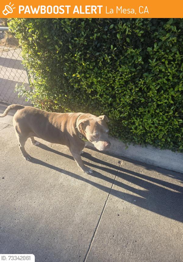Found/Stray Male Dog last seen 71st and Amherst, La Mesa, CA 92115