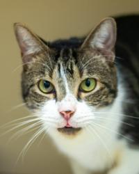 Shelter Stray Male Cat last seen Near E Trinity Pl, Decatur, GA 30030, 30030, GA, 3280 Chamblee Dunwoody Rd, Chamblee, GA 30341, USA