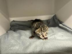 Shelter Stray Female Cat last seen Near e palm valley blvd, City of Round Rock, TX, 1855 SE Inner Loop, Georgetown, TX 78626, USA