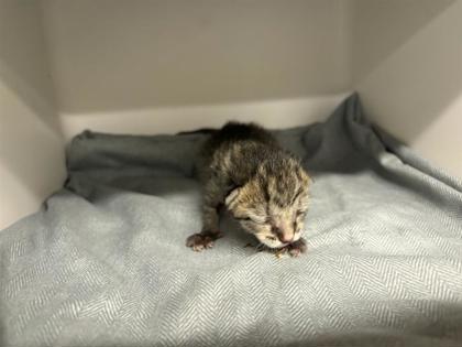 Shelter Stray Female Cat last seen Near e palm valley blvd, City of Round Rock, TX, 1855 SE Inner Loop, Georgetown, TX 78626, USA