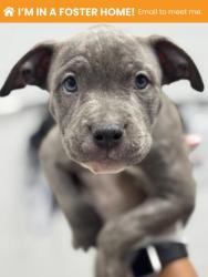 Shelter Stray Female Dog last seen Near W Cross st, 21230, MD, 2490 Giles Rd, Baltimore, MD 21225, USA