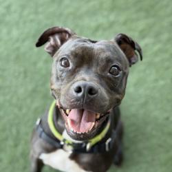 Shelter Stray Female Dog last seen Near E Bidwell St, Folsom, CA, 6201 Florin Perkins Rd, Sacramento, CA 95828, USA