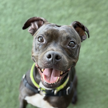 Shelter Stray Female Dog last seen Near E Bidwell St, Folsom, CA, 6201 Florin Perkins Rd, Sacramento, CA 95828, USA