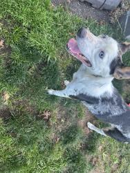 Reunited Female Dog last seen Glendale Drive, Blaine, WA 98230