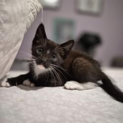 Shelter Stray Female Cat last seen Near PRISON RD, Folsom, CA, 6201 Florin Perkins Rd, Sacramento, CA 95828, USA