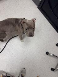 Shelter Stray Female Dog last seen Near 98th Ave, Oakland, CA, 1101 29th Ave, Oakland, CA 94601, USA