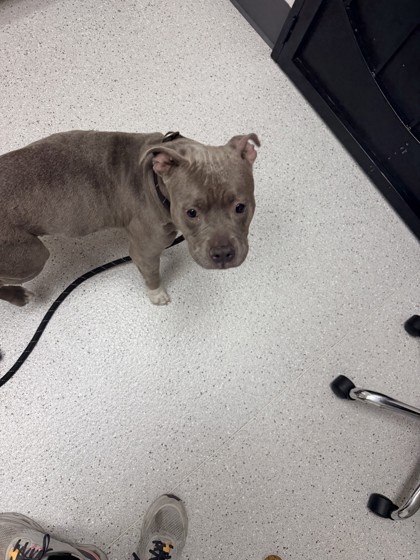 Shelter Stray Female Dog last seen Near 98th Ave, Oakland, CA, 1101 29th Ave, Oakland, CA 94601, USA