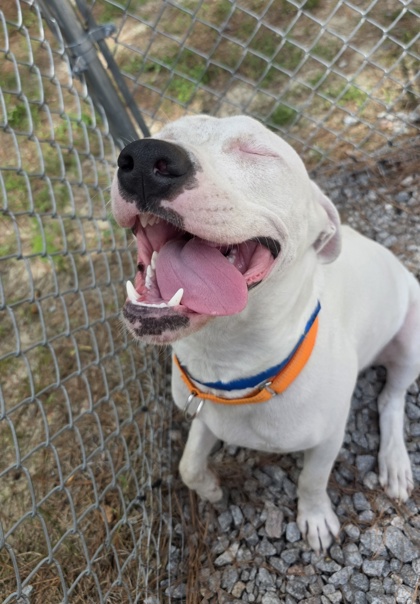 Shelter Stray Male Dog last seen Near Constitution Avenue, North Charleston, SC, 2455 Remount Rd, North Charleston, SC 29406, USA