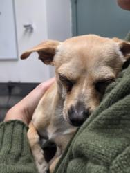 Shelter Stray Male Dog last seen 93rd Ave, Oakland, CA, 1101 29th Ave, Oakland, CA 94601, USA