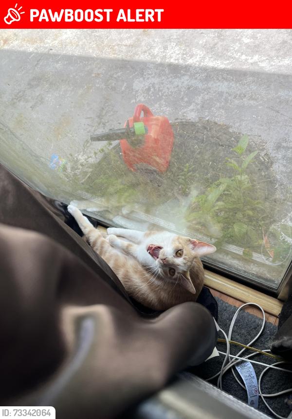 Lost Male Cat last seen Northlake and military, Palm Beach Gardens, FL 33418