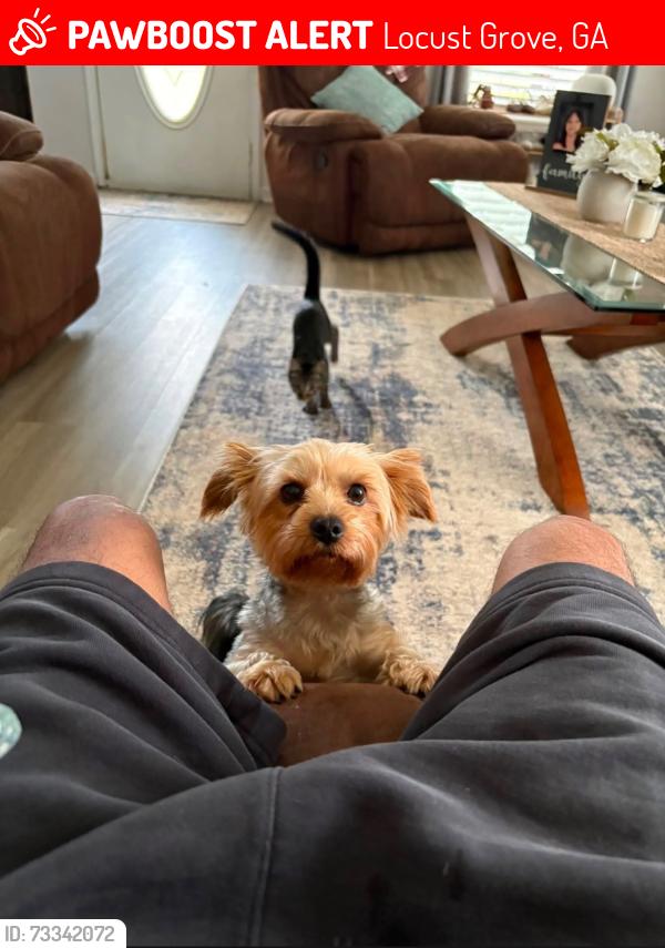 Lost Female Dog last seen Locust grove by Browns Farm, Locust Grove, GA 30248