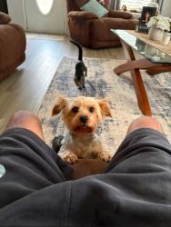 Lost Female Dog last seen Locust grove by Browns Farm, Locust Grove, GA 30248