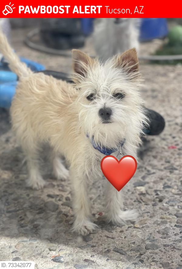 Lost Female Dog last seen Larrea Sabino vista, Tucson, AZ 85750
