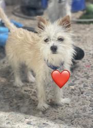 Lost Female Dog last seen Larrea Sabino vista, Tucson, AZ 85750