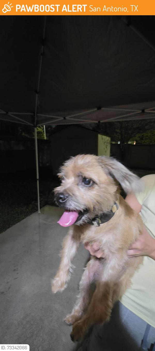 Found/Stray Male Dog last seen Silent Sunrise, San Antonio, TX 78250