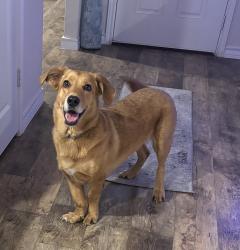 Reunited Male Dog last seen Sulphur springs and between beck rd and foster rd, San Antonio, TX 78222