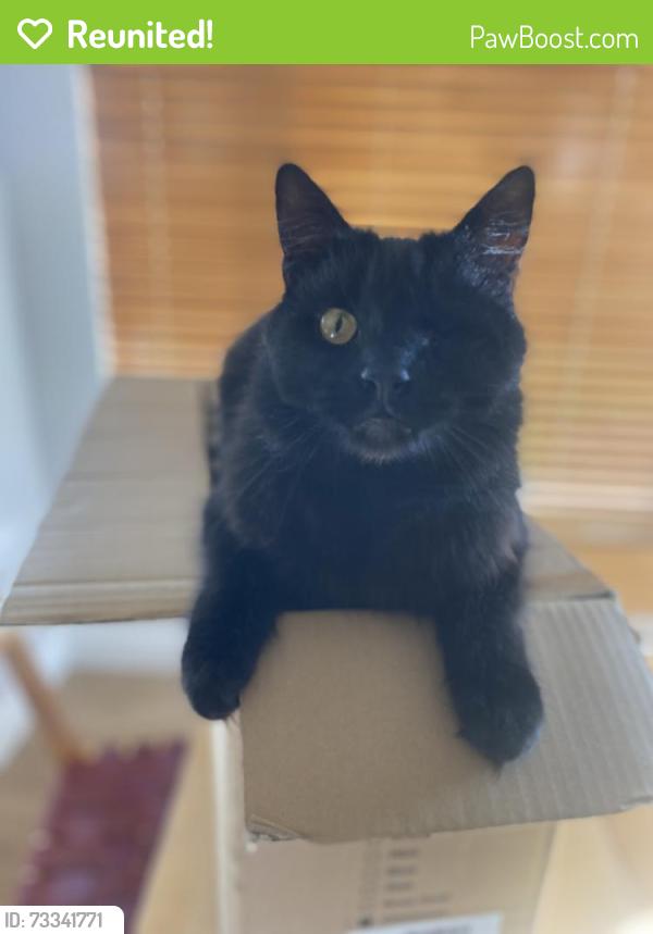 Reunited Male Cat last seen Primrose, Benicia, CA 94510