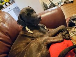 Lost Female Dog last seen queen st and Bathurst st, Toronto, ON M5V 2B5