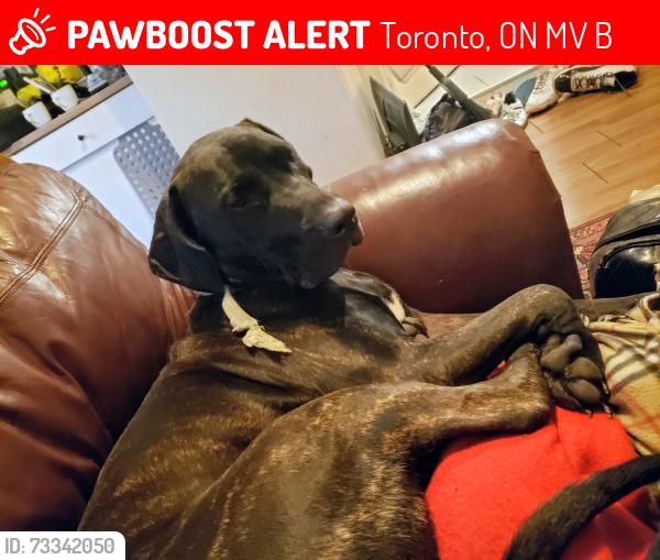 Lost Female Dog last seen queen st and Bathurst st, Toronto, ON M5V 2B5