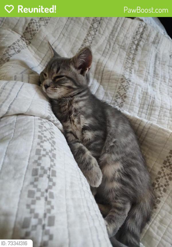 Reunited Male Cat last seen Near Keswick Ct, Winston-Salem, NC 27103, USA, Winston-Salem, NC 27103