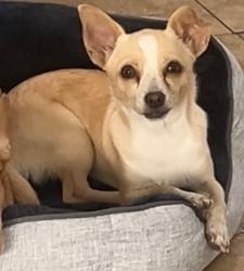 Reunited Female Dog last seen 67th & Falcon, Long Beach, CA 90805
