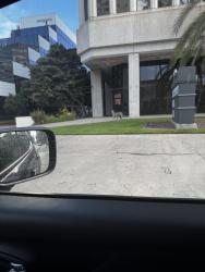 Found/Stray Unknown Dog last seen Ocean blvd, Long Beach, CA 90802